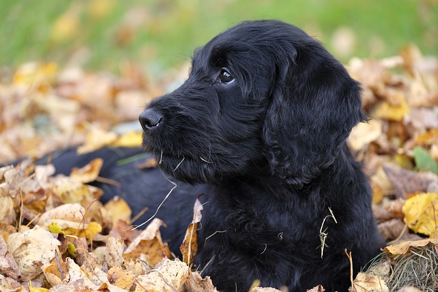 Labrador Welpe in Herbstblättern