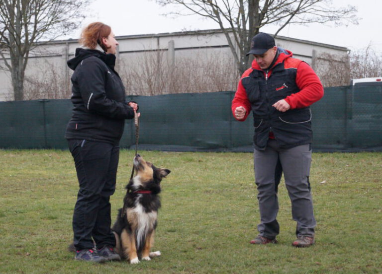 Einzelstunde Hundeerziehung