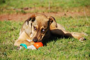 Junghund mit Ball