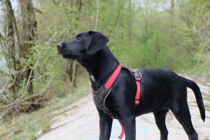 Labrador als Junghund