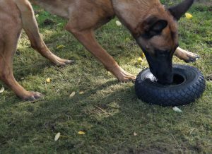 Workshop: Spürhundetraining
