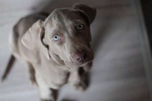 Weimaraner als Junghund