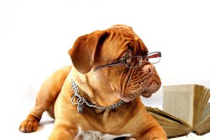 Hund mit Brille auf der Nase