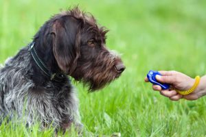 Clickertraining mit Hund