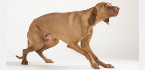 Körpersprache eines ängstlichen Hundes