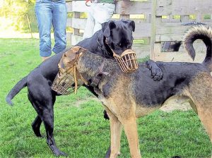zwei sich dominierende Rauferhunde