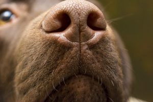 A brown nose of Labrador