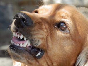 Hund zeigt seine Zähne und droht