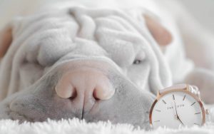 Timing im Hundetraining