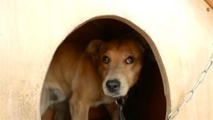 Ängstlicher Hund versteckt sich in Hundehütte