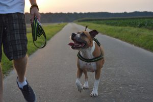 Freilaufender Staffordshire Terrier